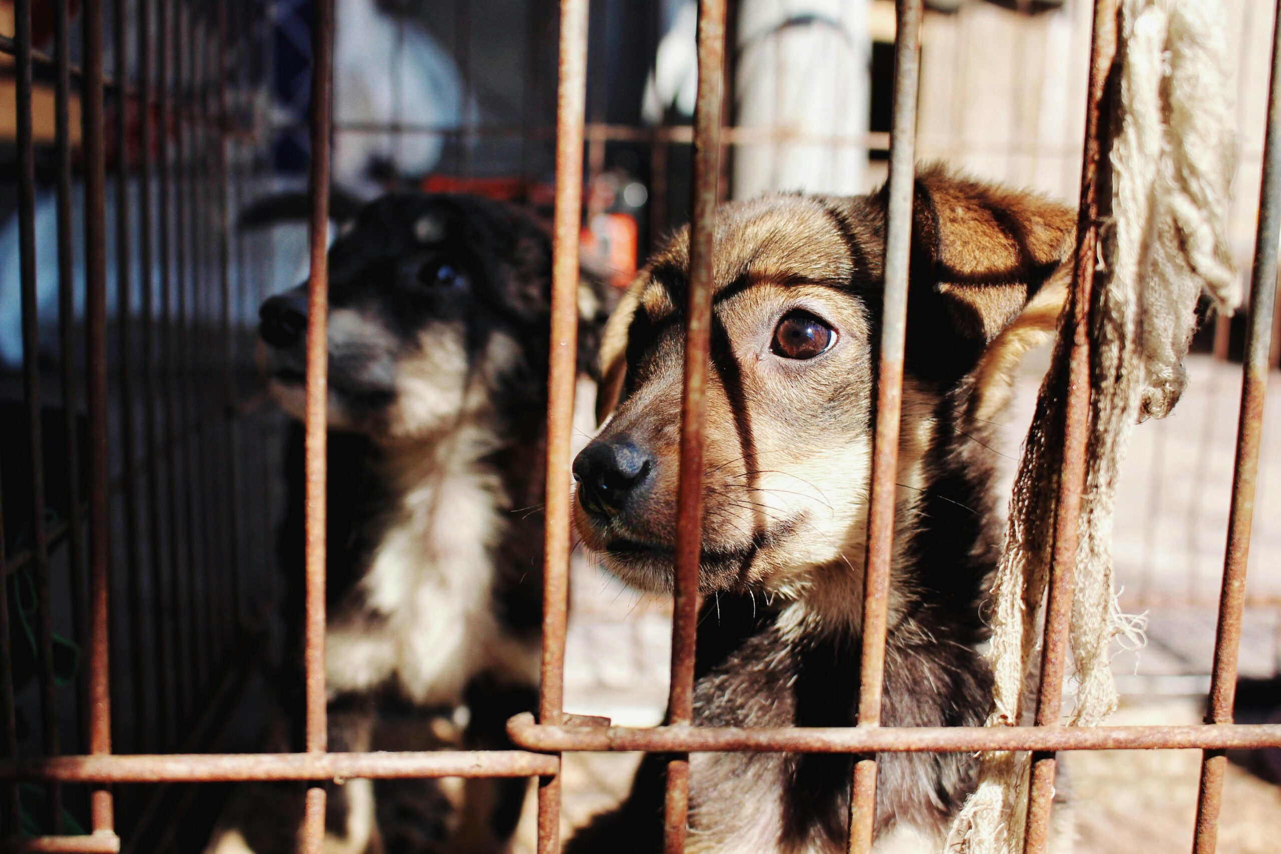 175 dogs saved from hoarder in Gulfport Miss